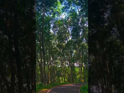 ගොඩේ කියන ගමේ ලස්සන❤️❤️😍 #travel