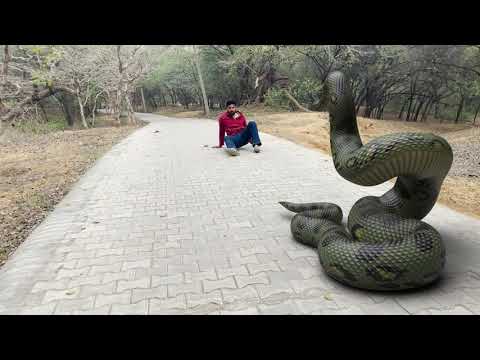 Giant Anaconda vs. Men: Who Wins?