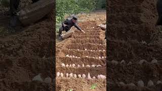 #Record rural life#Sweet potato seedling raising#A hardworking person reaps a bountiful