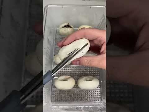 Cutting Open Python Eggs! *BABY SNAKES* #shorts #animals #reptiles #snakes #baby