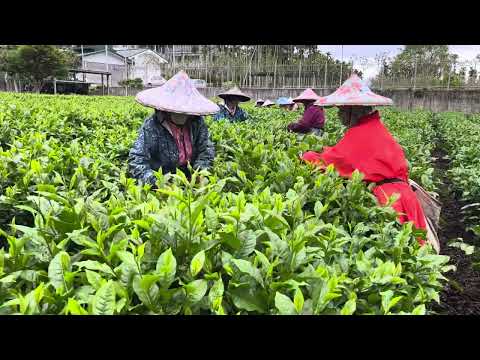 有茶堪折直須折，莫待無茶空折枝#日月潭#有機茶#水葉紅玉#老茶#梵音紅