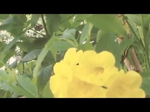 இந்த தேனீ எப்படி தேனை சேகரிக்குதுனு பாருங்க!!! | See how tis Honey bee takes honey!!!