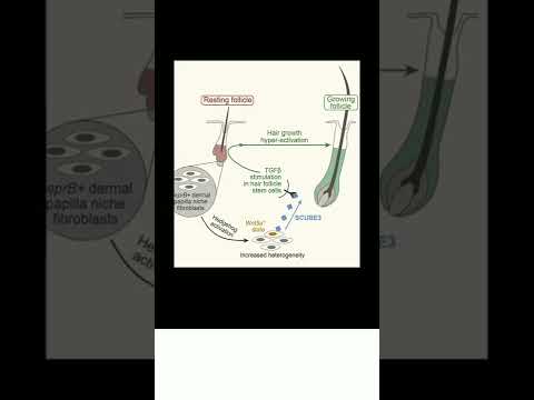 #REVOLUTIONARY #HAIR #REGROWTH TREATMENT FOUND FROM BALD TO BEAUTIFUL DETAILS NEW #STUDY SCUBE3 #dht