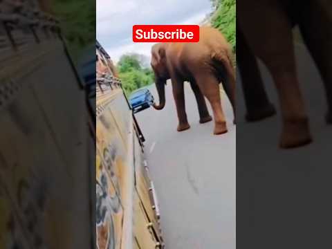 sri lanka elephant attack 😮