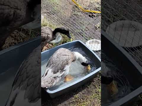 Duck Snack Time!! #ducklife #ducks #cuteanimals