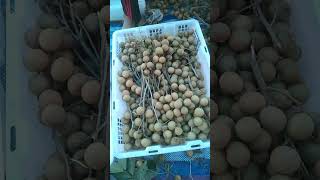 จัดลำใยลงตะกร้า