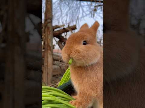 Adorable Little Rabbit Munches on Fresh Beans! #shorts #rabbit #youtubeshorts