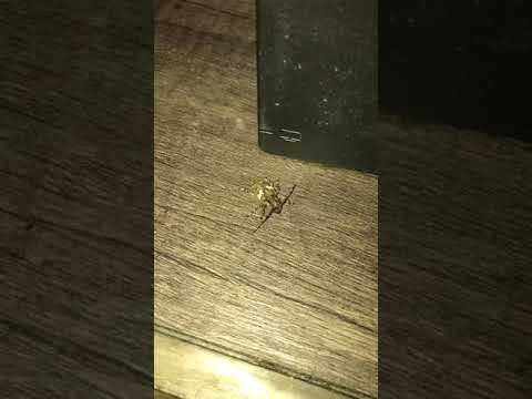 Why did I call this beetle a louse?