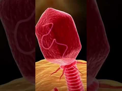 bacteriophage #3d #animations #medicosphere #anatomy #physiology #medicos #viral #shorts #medical