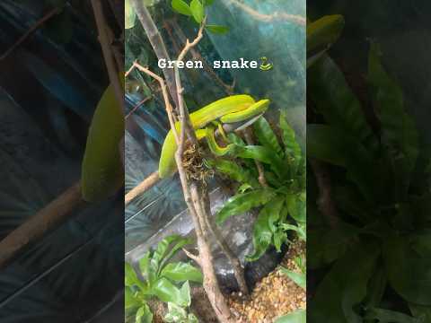 Have you seen a green snake ever🤨?? #nature #naturelovers #snake #torontolife #canada #ytshorts