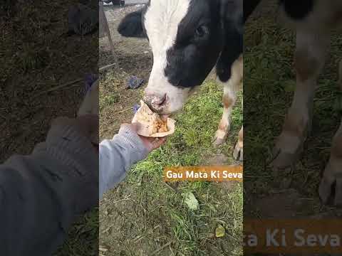 Gau Mata Ki Seva