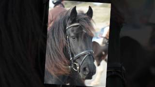 In Memoriam Our Frisian Horse Thomas (saddest ever)