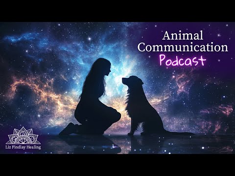 Animal Communication | Podcast With Liz Findlay