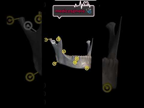 Anatomy of mandible by medicosphere 🩺. #3d #human skull #anatomy models #physiology #medicosphere .