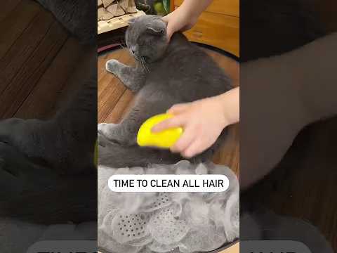 Cat Lifehacks Compilation