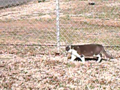 Cat walking around fence 2/14/10