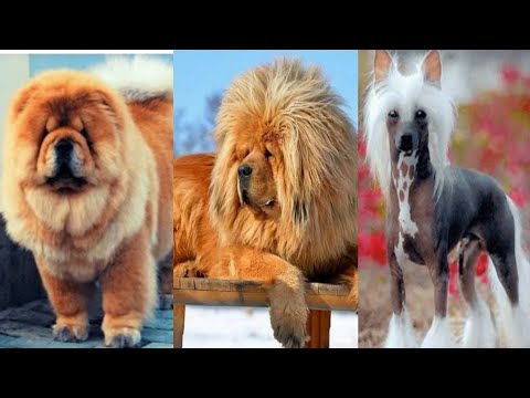 Top 10 Most Expensive dogs breeds 2024 | Most expensive dogs #Mostexpensive #Expensivedogs #Dogbreed