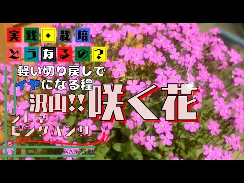 実践・栽培・どうなるの？【from present future？】軽い切り戻しでイヤになるほど沢山咲く花【シレネピンクパンサー】植え方・育て方・育ち方【ガーデニング】