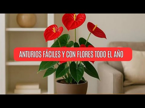 Anthuriums for Beginners: Everything You Need to Know