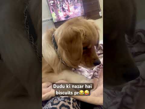 Dudu ki nazar biscuits pr😂 #funny #aisaclutchnhidekhahoga #dailyvlog #doglover #dudu #fyp #love