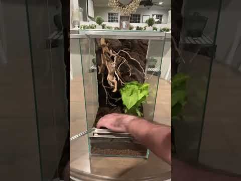 Brand New *CUSTOM* Enclosure For Rare Lizards 🦎 #shorts #reptiles #diy #lizard #dinosaur #gecko