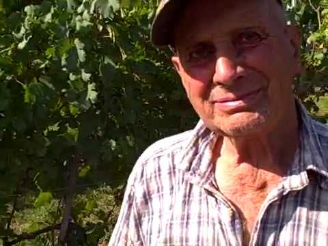 DBGitalia visits the Roggia family harvesting 2019 Nascetta di Novello for ArnaldoRivera