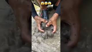 #goldbusiness #mineralindustry #mininggyan #goldindustry #satisfying #goldmined #love #goldmining 😱😱