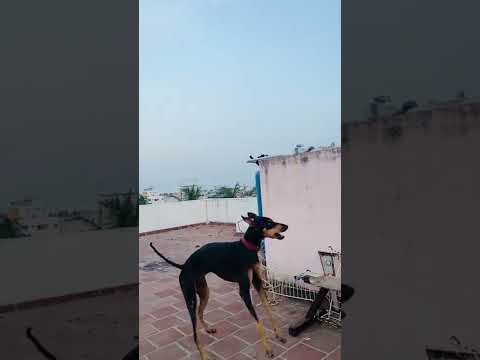 Terror and Dangerous Dog | Catching | Food | aww animals | Most Viral Dogs on Internet