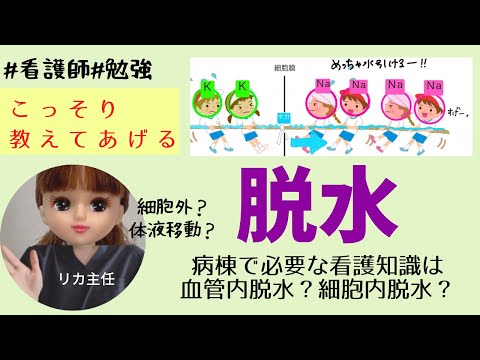 【脱水】新人看護師必見☆血管内脱水と細胞内脱水の違い！～水不足？塩不足？～