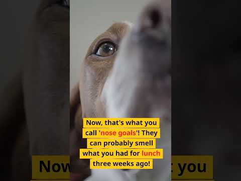 How Great Is Dog Sense of Smell?
