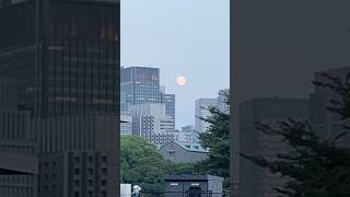 ビルの谷間の月@北の丸公園moon between buildings @Kitanomaru Park #月　#moon #お散歩