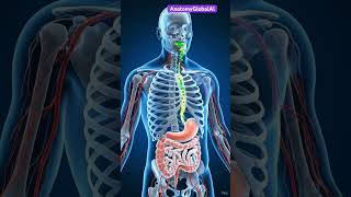 Inside the Body: How Milk Strengthens Your Bones 🦴 | 3D Anatomy Expla