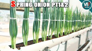 How to Grow Spring Onions in PVC Pipe from Seed to Harvest | Part 1&2