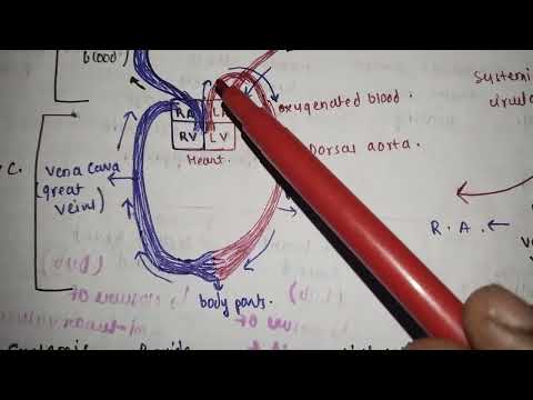 double circulation easily explained ncert . @KVeDUCATION #doublecirculation #mbbs #neet2024 #aiims