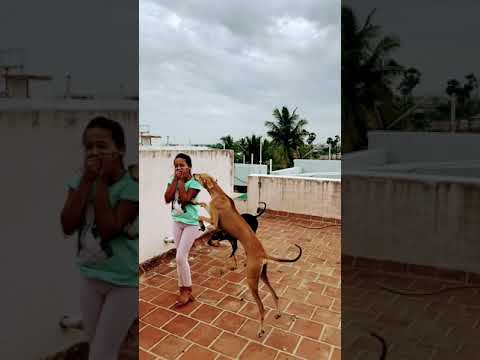 Dog and girl | tank jump dog kiss | dog army protect girl