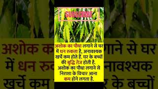 || अशोक का पौधा लगाने के लाभ ||ashok ka ped lagane se