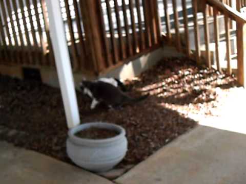 Smokey getting into fight with Skittles 3/6/10