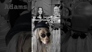 Addams Family Pet  #sillydoggo #funnydog