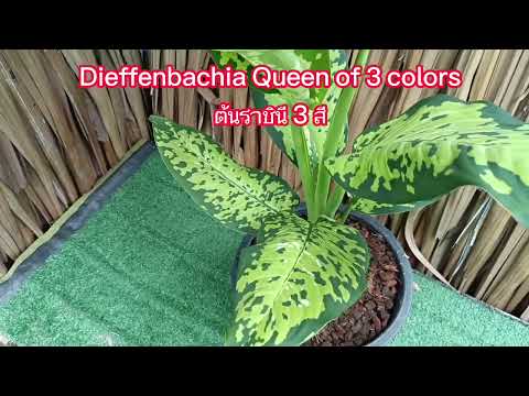 ต้นราชินี 3 สี Dieffenbachia Queen of 3 colors
