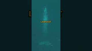 Tiny Titans & Heartfelt Hunters: Unveiling Amazing Animal Facts #animalfacts #interestingfacts