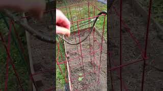 Gardening and raised bed update!!