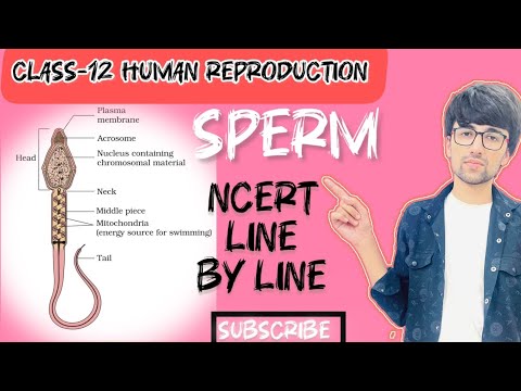 Class-12 Lecture-7 Human Reproduction ( Sperm & semen )