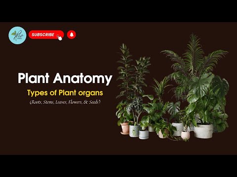 Plant anatomy and physiology, Types of plant parts, Roots, stems, Leaves, Seed, Flowers