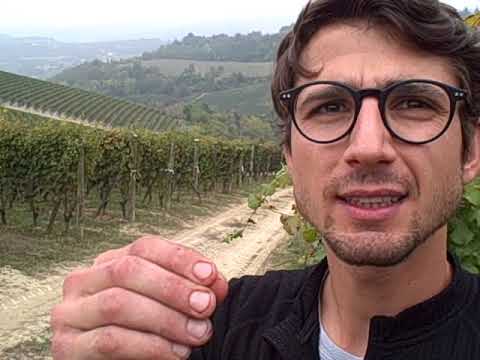 DBGitalia meets Simone of Bruna Grimaldi as he harvests their Badarina vyd, Oct'19