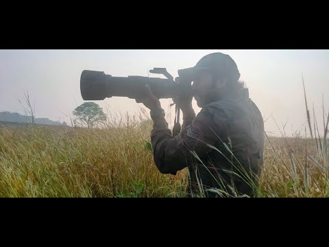 Chasing the Birds.