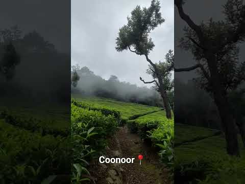 Queen of hill Station😍OOTY #shortvideo #shortfeed #shorts #ooty #shortsviral #travel