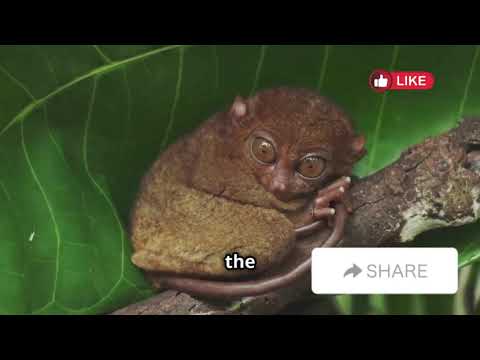 Animals with Extraordinary Night Vision | Avery Bliss