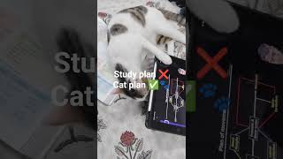 #catshorts #ytshorts #studywithcat #catlife #petshorts #studentlife #funnycat
