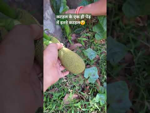 क्या आपको भी पसंद है कटहल! #jackfruit #kathal #kathalkikheti