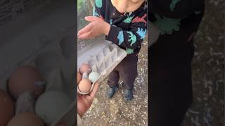 Vegas Kids experience wgere their mom grew up 🐓🌱☀️🌳#marincounty #countryliving #homestead